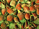 Rose petals