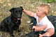 Small man's best friend