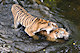 Tigers