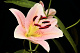 Lilly