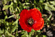 Roadside Poppy