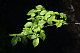 Sunlit Leaves