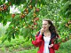 Cherry Tree