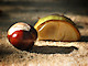 Conker