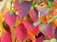 Autumn leaves