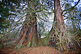 Trees