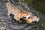 Tigers