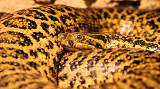 Boa