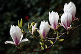 Magnolia