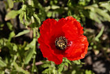 Roadside Poppy