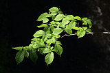 Sunlit Leaves