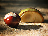 Conker